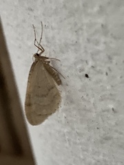 Operophtera