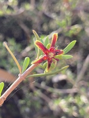 Periploca laevigata