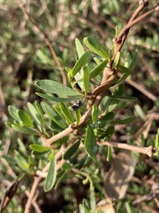 Periploca laevigata