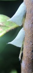 Flatidae