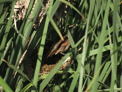 Phleocryptes melanops