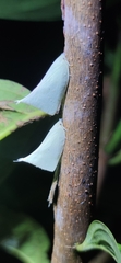 Flatidae