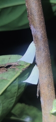 Flatidae