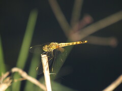 Erythrodiplax corallina