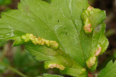 Cecidophyes nudus