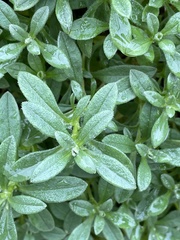 Cerastium holosteoides