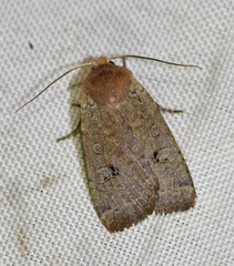 Conistra erythrocephala