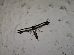 Michaelophorus indentatus