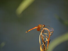 Erythrodiplax corallina