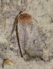 Conistra erythrocephala