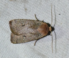 Conistra erythrocephala