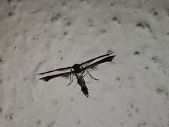 Michaelophorus indentatus