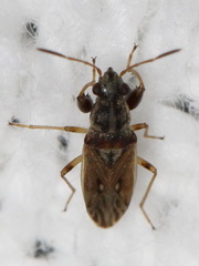 Pseudopachybrachius basalis