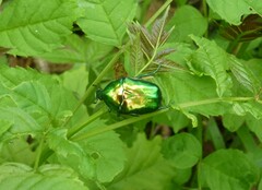 Protaetia speciosissima