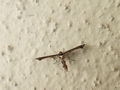 Michaelophorus indentatus