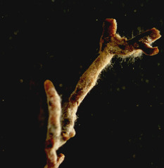 Craterellus sinuosus