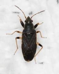 Perigenes similis