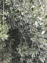 Rhamnus alaternus