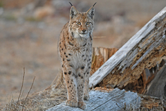 Lynx lynx