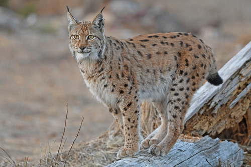 Eurasian Lynx (Lynx lynx)