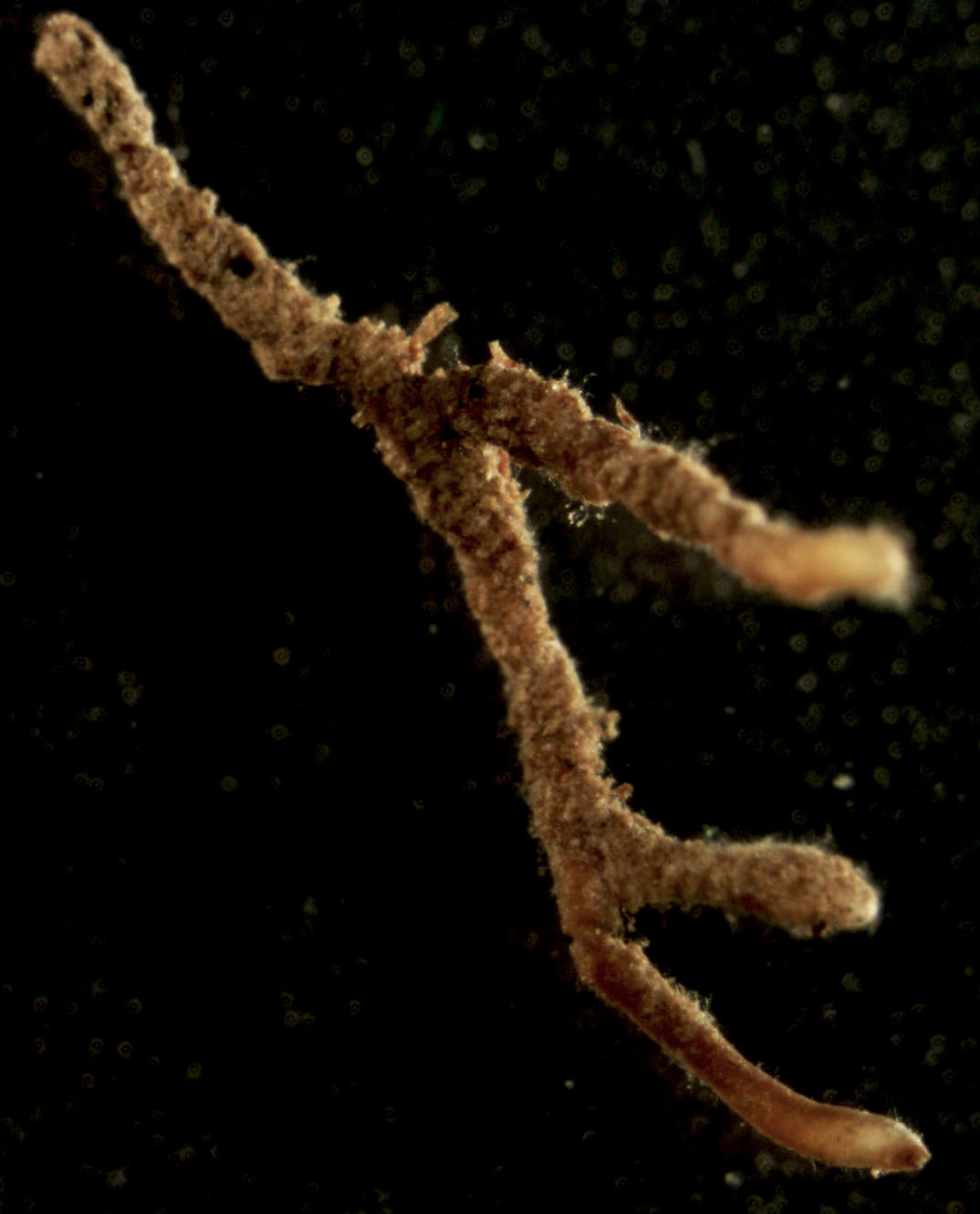 Pseudocraterellus undulatus image