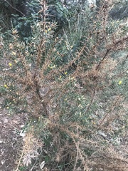 Ulex