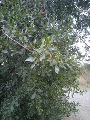 Rhamneae