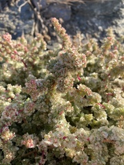 Halogeton sativus