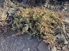Halogeton sativus