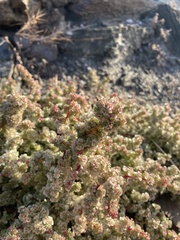 Halogeton sativus