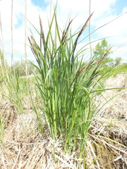Carex acuta