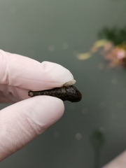 Melanoides tuberculata