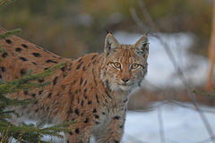 Lynx lynx