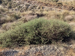 Periploca laevigata