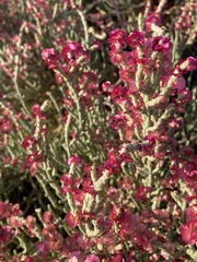 Anabasis articulata