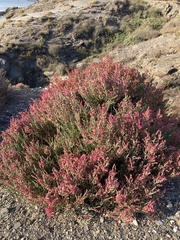 Anabasis articulata