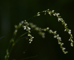 Persicaria hydropiperoides