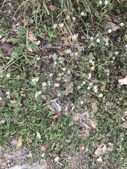 Lobularia maritima