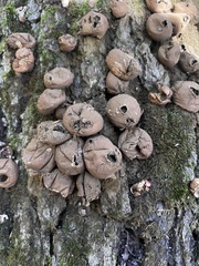 Apioperdon