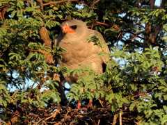 Melierax canorus argentior