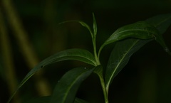 Persicaria hydropiperoides