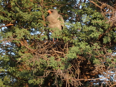 Melierax canorus argentior