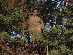 Melierax canorus argentior