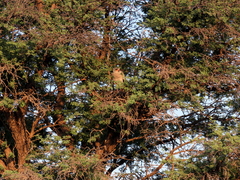 Melierax canorus argentior