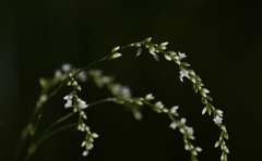 Persicaria hydropiperoides
