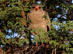 Melierax canorus argentior