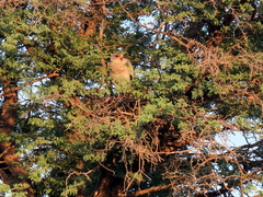 Melierax canorus argentior