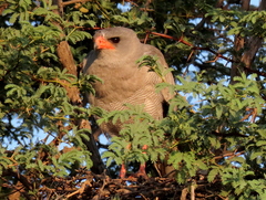 Melierax canorus argentior