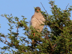 Melierax canorus argentior