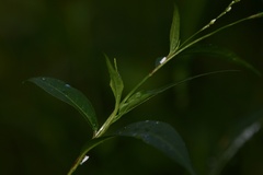 Persicaria hydropiperoides